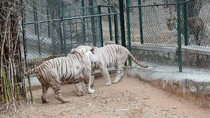 DO NOT Make White Tiger Angry - EVER !!