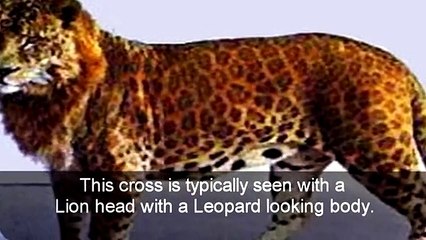 Top 7 Amazing and Rare Animal Hybrids
