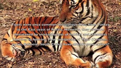 Top 10 - Most Endangered Animals