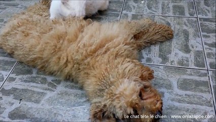 Un chat tète un chien