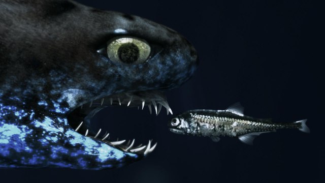 TIL: Some Sharks Can Glow In The Dark