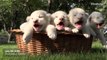 Reproduzido por Lilly Bertolini.  Esses quatro apaixonantes e sonolentos filhotes de leões branco foram levados pela primeira vez a um parque da cidade de Sevastopol, na Criméia, onde deram alguns passos 