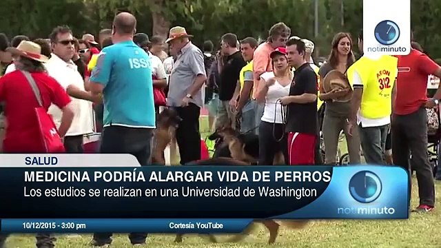 Estudios realizados descubrieron un medicamento que puede alargar la vida de los perros