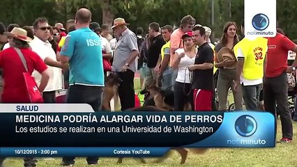 Estudios realizados descubrieron un medicamento que puede alargar la vida de los perros