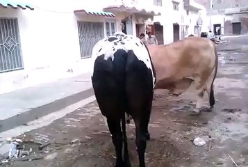 Biggest Bulls Multan Cow Mandi 2015