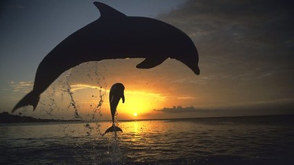 Documentary - Ocean Giants 2of3 Deep Thinkers