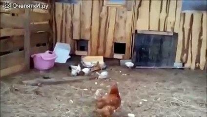Как быстро загнать цыплят в сарай ПОЛНАЯ РЖАКА
