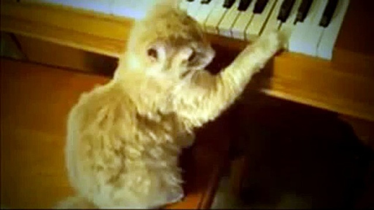 Charlie Schmidts Keyboard Cat! - THE ORIGINAL!