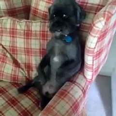 2 Minutes of Pet Animal Cuteness!