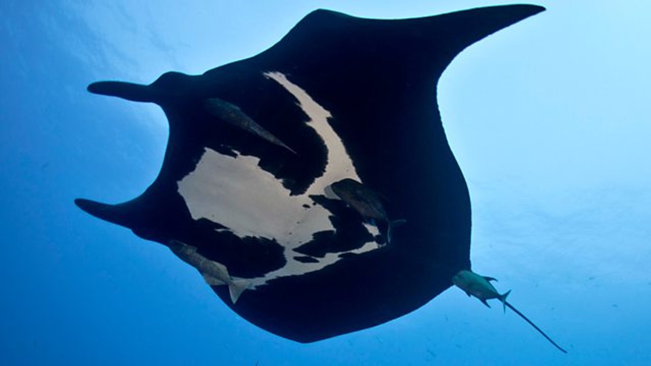 Documentary - Shark 3of3