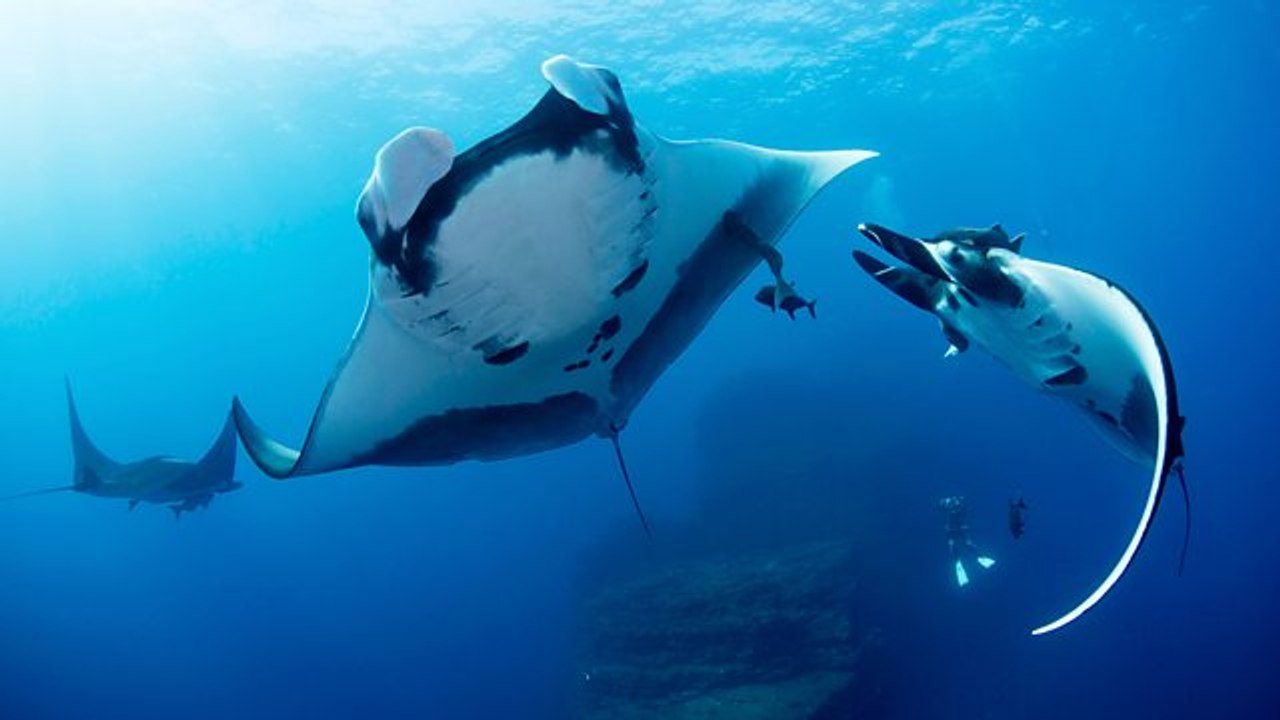 Documentary - Shark 2of3