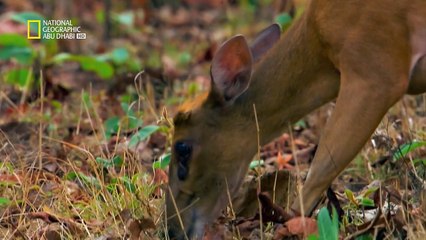 خفايا البراري الهندية HD : غابات النمور