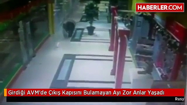 Russia shopping mall bear shot dead by police-Медведь ворвался в торговый центр в Хабаровске