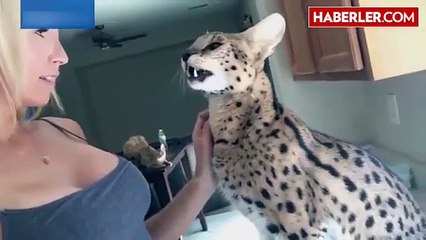 wild cat 'say mamma' talking cat omg shocking!!