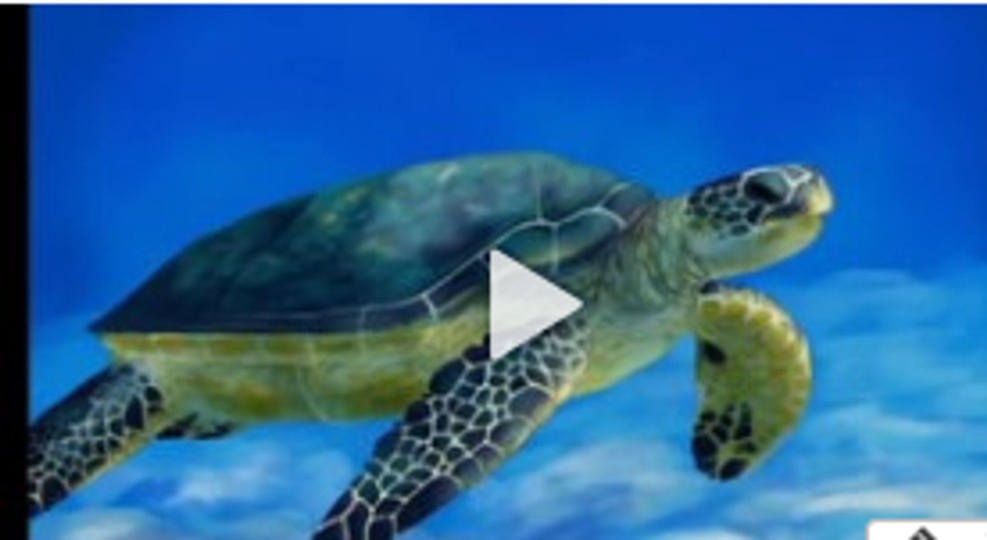 Con Rùa - Nhạc Thiếu Nhi Thỏ Và Rùa - Video Dailymotion