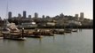 Foche a Fishermans Wharf a San Francisco
