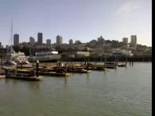 Foche a Fishermans Wharf a San Francisco