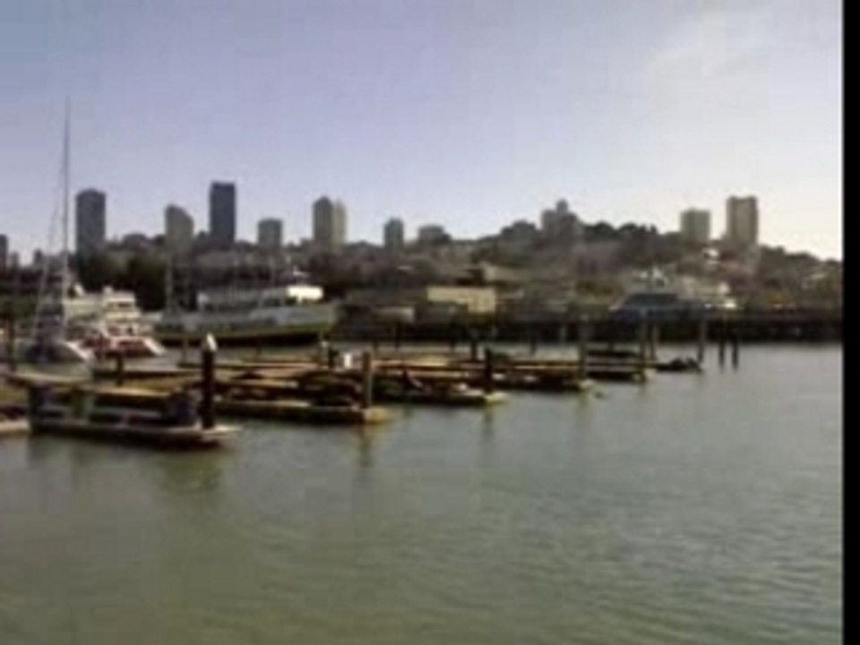 Foche a Fishermans Wharf a San Francisco