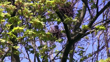 The Shooting Show rook shooting and Longthorne Gunmakers