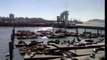 Foche a Fishermans Wharf a San Francisco