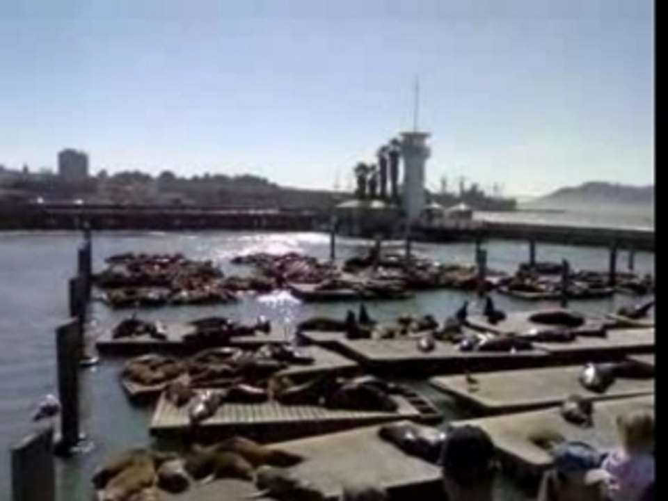 Foche a Fishermans Wharf a San Francisco