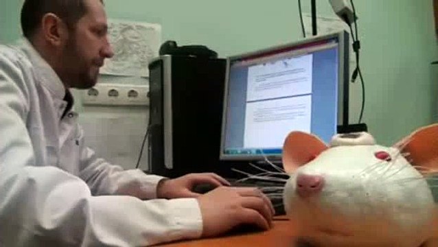 Now Rats will be used for detection purpose instead of Dogs - Rats as sniffer dogs