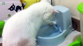 Funny Cats Love Water Compilation 2015 [HD]