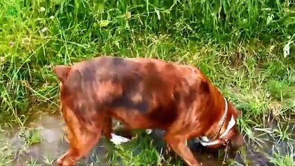 Ultimate Funny Dog Videos Compilation 2015 [HD]