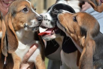 Primera camada de perros probeta