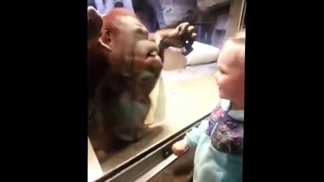 Zum totlachen Kinder und Tiere. Lustige videos