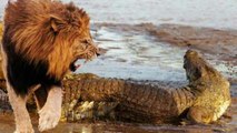 Male lions kill and eat crocodile Rare footages