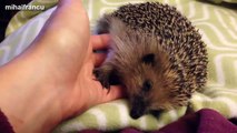 Funny And Cute Hedgehog Videos Compilation 2015 || NEW
