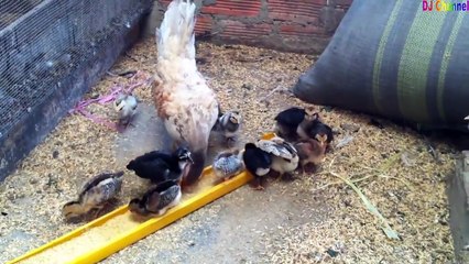 Bài hát Đàn gà con Ca Nhạc Thiếu Nhi vui nhộn