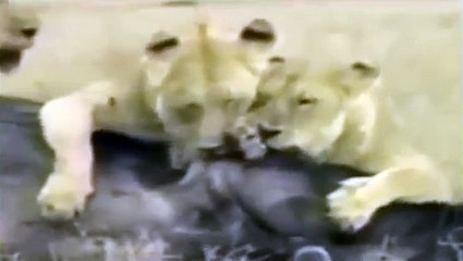 Watch Lions Documentary: Endless Fight to Death Lion vs Buffalo Full