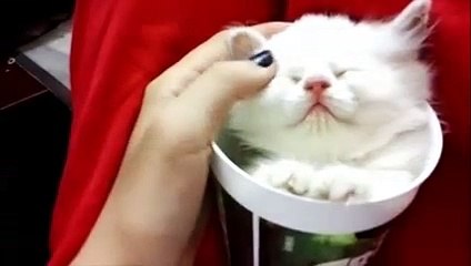 Le chat liquide ! Le voici en exclu mondiale ! Mdr