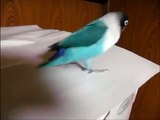 A parrot dancing lezginka. Cool parrot performing a dance