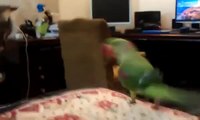Parrot trolls cat. Funny parrot gets cat