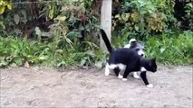 Mock fighting cats and dogs. Funny animals