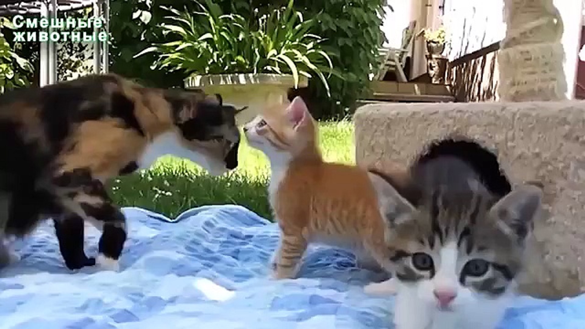 Jokes on pets. Funny little animals