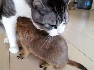 Quem gato amigável incrível amizade