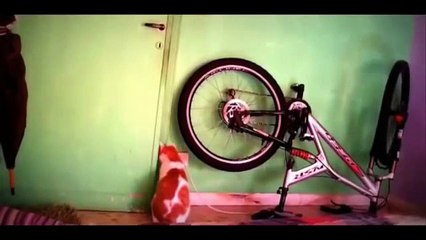 Os gatos mais inteligentes. gatos savvy