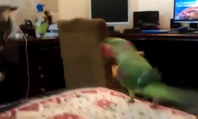 Trolls papagaio gato. Papagaio engraçado fica gato