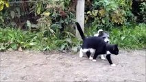 Gatos e cães de combate simulados. Animais engraçados