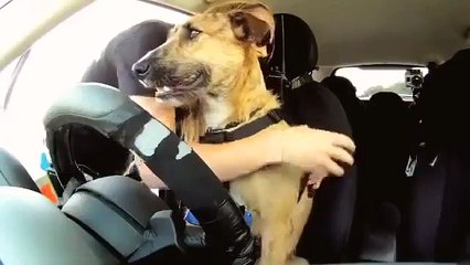 Regla de los perros. Perro divertido al volante de un coche