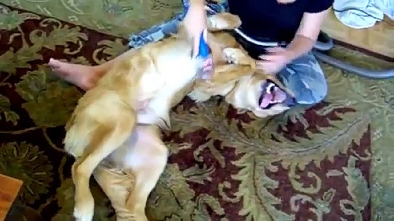 Gatos y perros polvorientos. Gatos y perros aspiradora