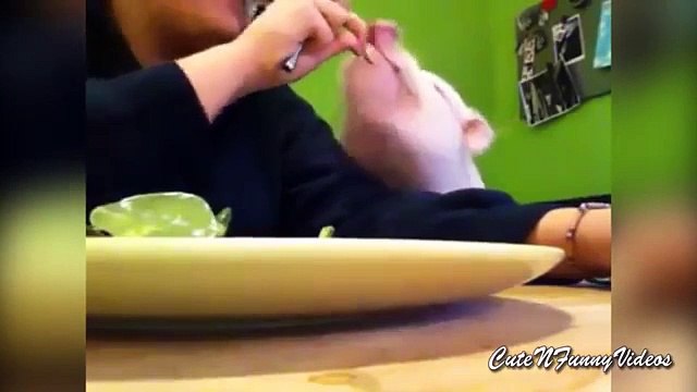 Lechones recocido. Divertido mini-cerdos diversión y no sólo