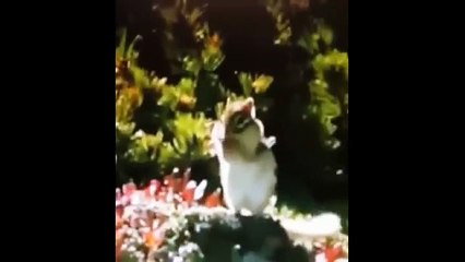 Animales divertidos. Gran colección de animales divertidos