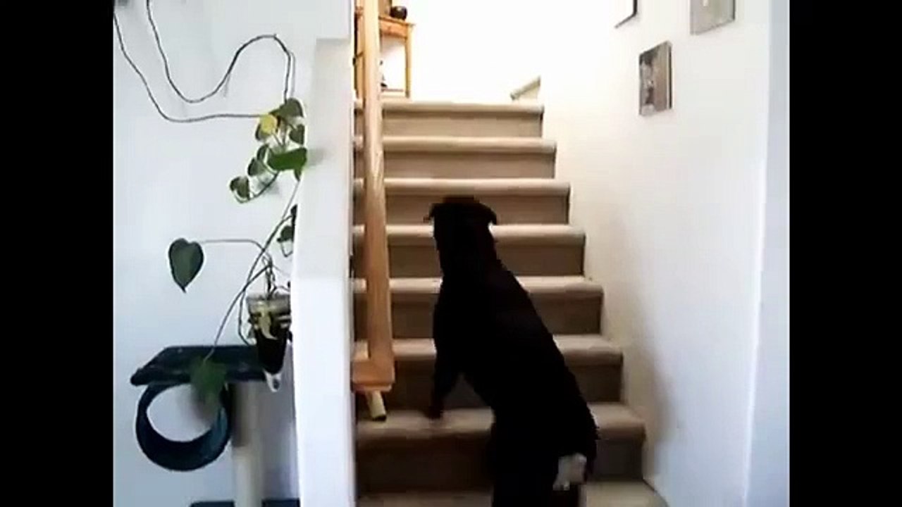 Les chiens sont peur des chats. Les chats et les chiens drôles