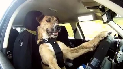 Règle de chiens. Funny dog derrière le volant d'une voiture