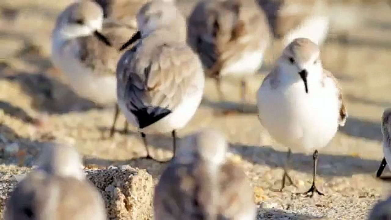 Gerbille oiseaux. Drôles d'oiseaux qui courent autour sur une jambe